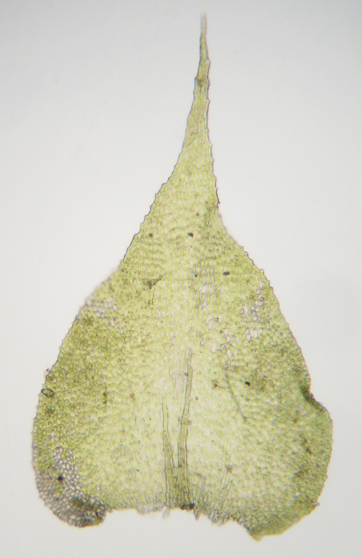 Heterocladium dimorphum